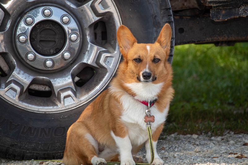 Shop dog by the truck